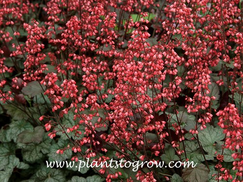 Mocha Mint Coral Bells (Heuchera)